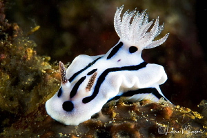Chromodoris willani/Photographed with a Canon 60 mm macro... by Laurie Slawson 